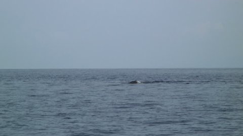 Whale Dorsal and Spout