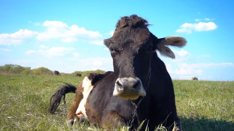 A cow lies on a grass of the field near forest and waving ears and head to drive away the flies. Slow motion, high speed camera, 250fps