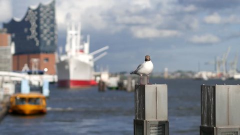 Sea gull in front of Hamburg harbour St. Paul Landungsbruecken, with Elbphilharmonie in the background