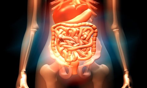 footage of a female human digestive system