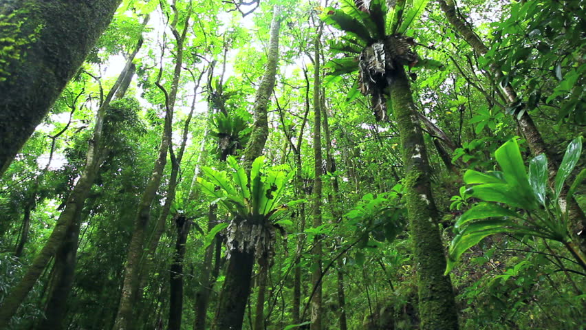 rainforest hd videos 1080p