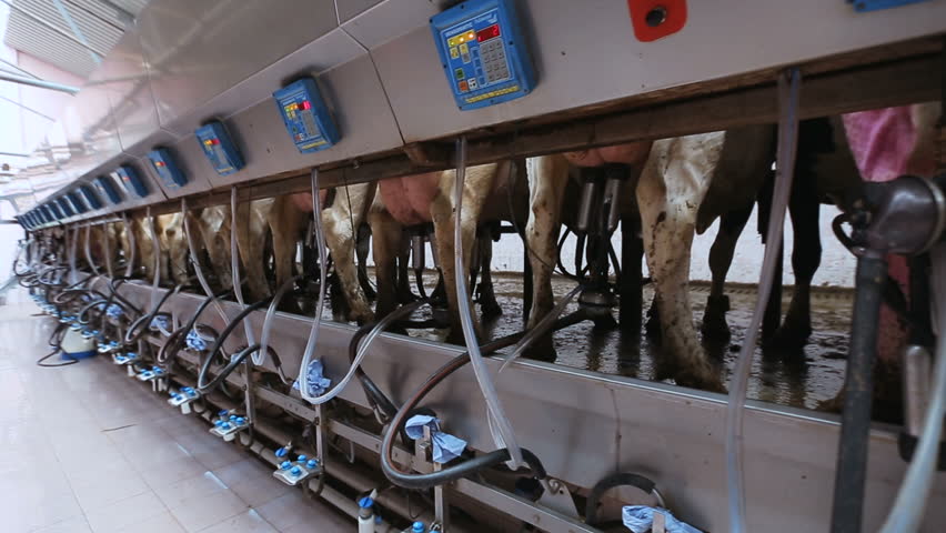 Automated milking of cows | Shutterstock HD Video #17969089