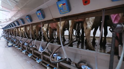 automated milking of cows