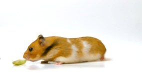 Golden hamster. Studio shot on white background. (av17593c)