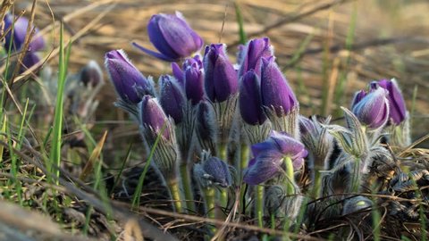 Pasque flower bloom after sunrise. Time Lapse. 