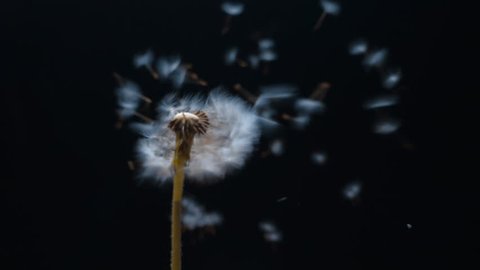 Blow to the dandelion seeds and scatter around on black background. Slow motion, high speed camera, 250fps