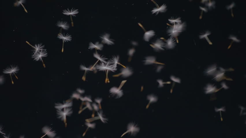 Blow to the dandelion seeds and scatter around on black background. Slow motion, high speed camera, 250fps