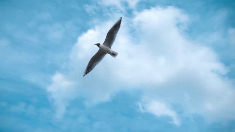 Seagull flying against the blue sky with clouds. Slow motion, high speed camera, 250fps