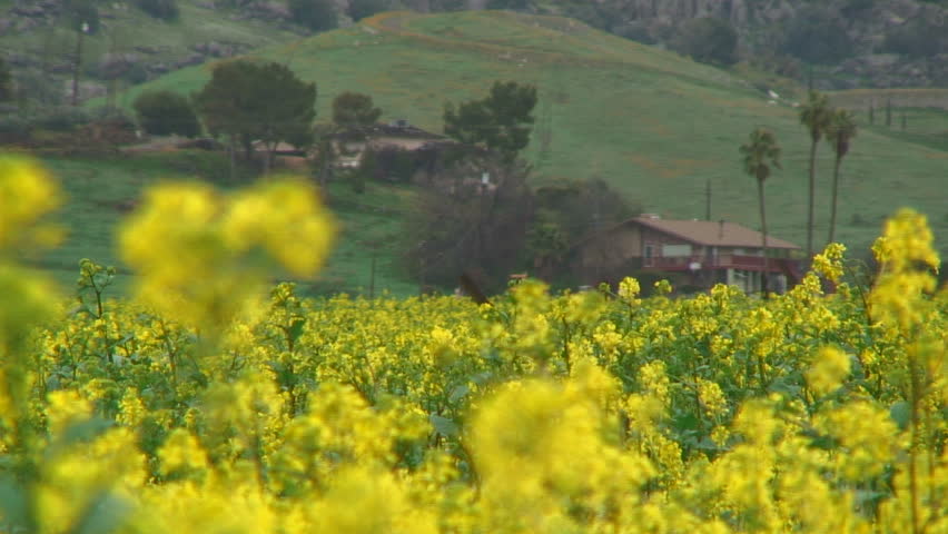 Yellow Flower in the Garden, Porterville