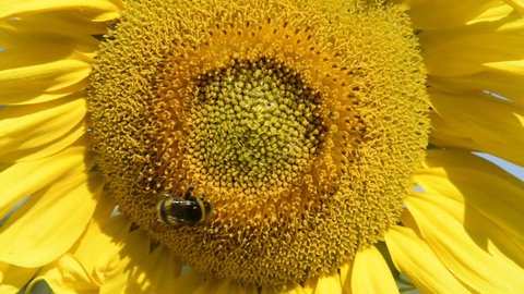 Bumblebees flies above sunflower 