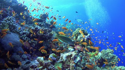 Tropical Fish on Vibrant Coral Reef, underwater static scene