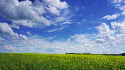 beautiful flowering rapeseed field under blue sky, timelapse, 4k