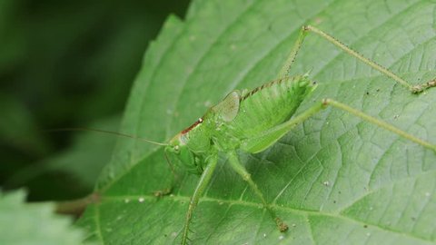 Grasshopper (Tettigonia orientalis) Resting on Green Leaf