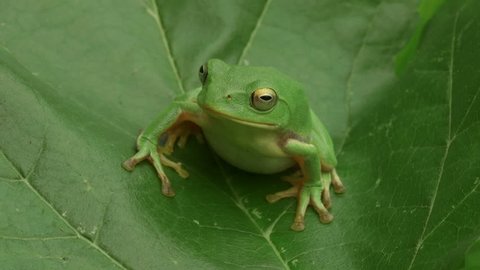 Schlegel's Green Tree Frog (Rhacophorus schlegelii)