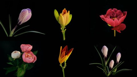 Composition of many blooming flowers Timelapse 4k