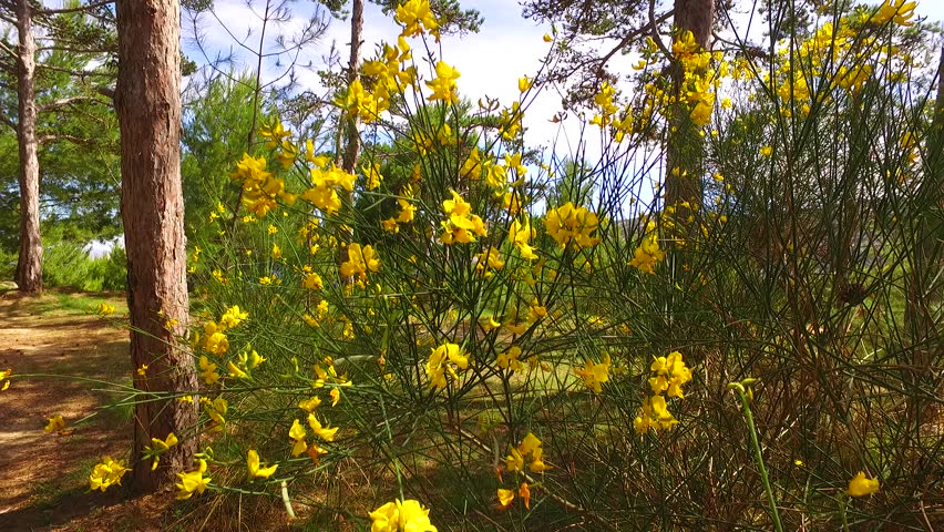 Yellow petals on bush in sea resort.