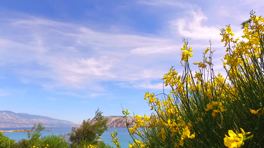 Yellow petals on bush in sea resort.