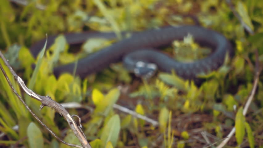 The snake is sitting in the grass and attacks at the approach to it. Slow motion, high speed camera, 250fps