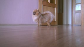 Pomeranian spitz costs in a profile on a wooden floor in the modern room then looks back and goes to the left side. Video full hd.