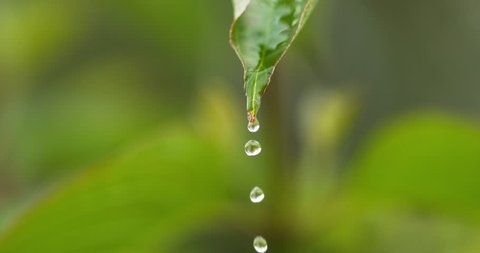 Rain falling From Leaf, Normandy, Slow motion 