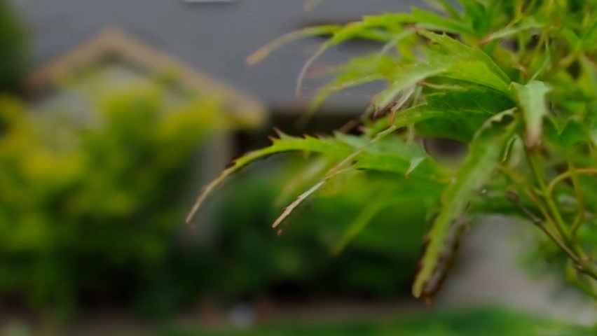 American suburban home exterior with lush green trees in the front yard.