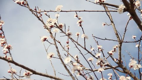 Apricot Flower. White blossoms Blooming in Spring with nice cloudy sky background