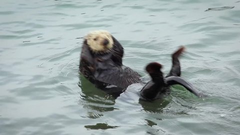 An Endangered Sea Otter plays and rolls around. Cute & adorable wildlife behaviour in the kelp of the Pacific Ocean (California). 