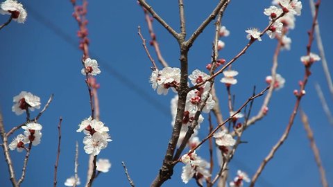 Apricot Flower. White blossoms Blooming in Spring with nice cloudy sky background