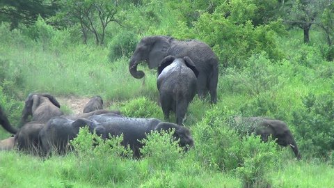 Herd of African elephants doing different activities 