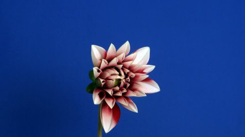 Time-lapse of blooming red dahlia 1 