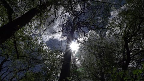 Looking up through trees. Sunlight Beam Flicker Through Leaves And Trees. Magical forest light. Radiant sun flares on moss, branches, tree trunks.