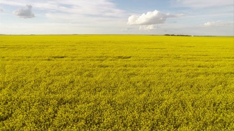 Aerial drone flying closely over a growing canola field in Saskatchewan, Canada.