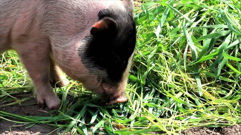 mini pig eating grass, teacup pig
 