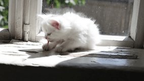 Small white kitten washes
