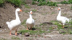 geese on a farm
 
