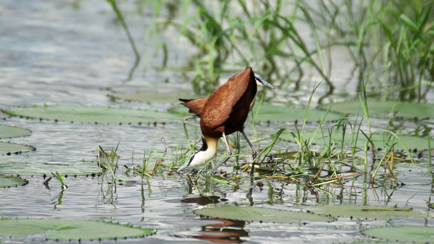 Bird jumping on river lily pad , Okavango Delta, Botswana, Africa