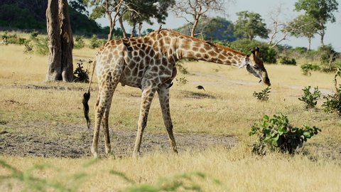 Giraffe and Birds drinking water Okavango Delta, Botswana, Africa