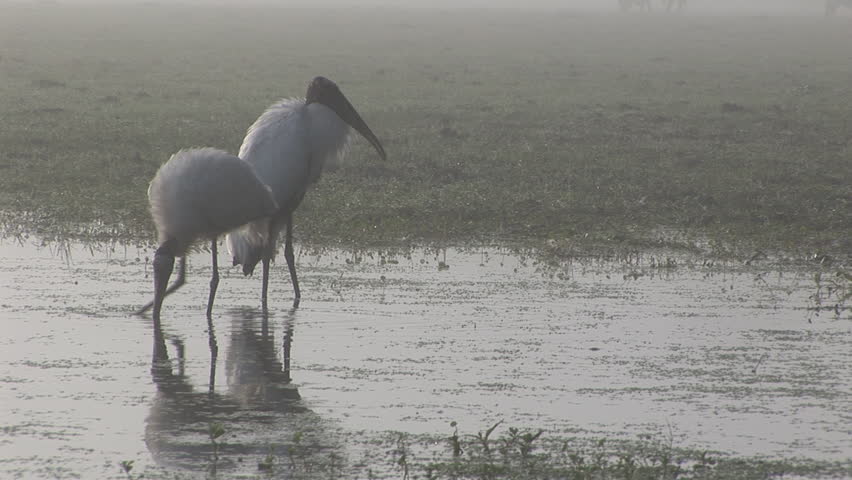Wood Storks (Mycteria Americana) are the largest birds of Northern America.