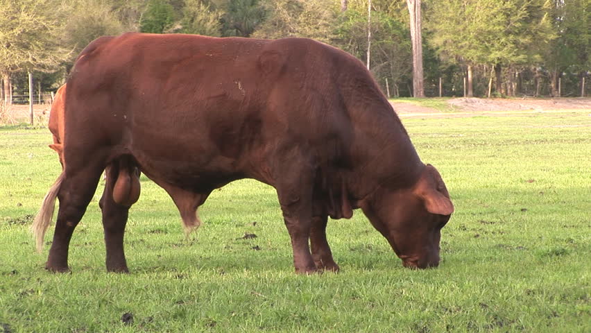 Red Bull (Bos taurus) feeding in a Florida Pasture. This bull is a large mature