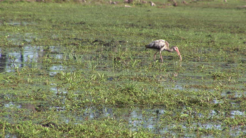 White ibis (Eudocimus albus) feeding in a central Florida
