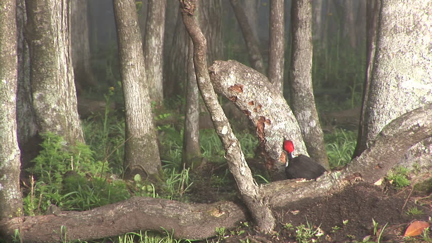 Pileated Woodpecker (Dryocopus pileatus) is a Florida endangered species.