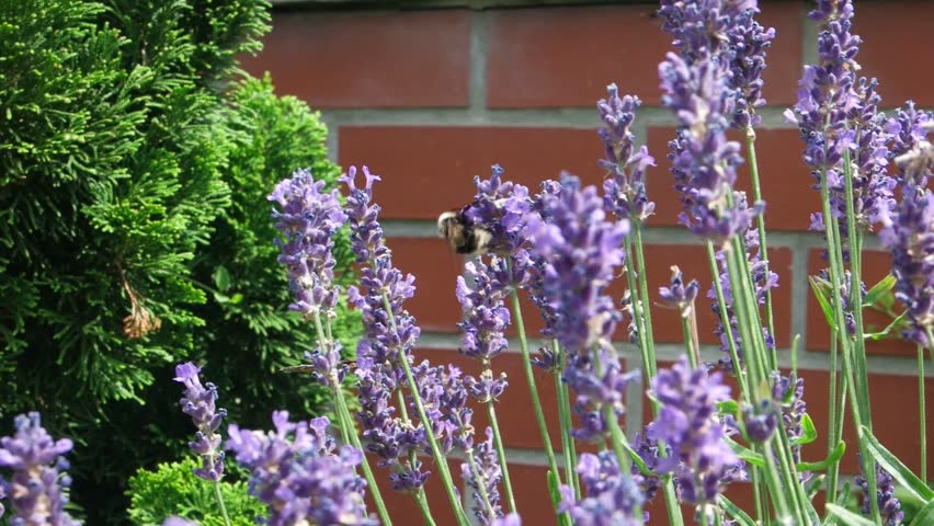 Bumble-Bee