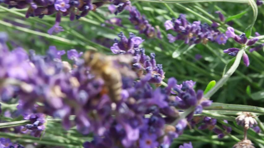 Bumble-Bee