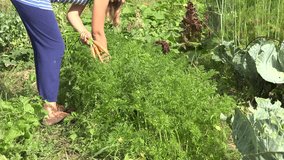female hand pick fresh ripe carrot in country garden at summer time. video clip.