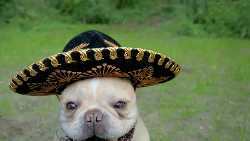 Cute French Bulldog dog wearing funny sombrero party hat  Royalty-Free Stock Footage #18022369