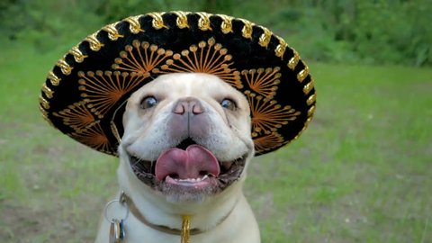 Cute French Bulldog dog wearing funny sombrero party hat 