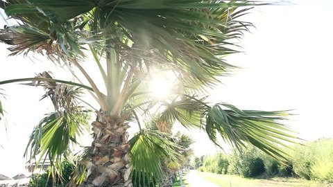  Lens Flare through Palm Tree, a ray of sunlight shining through a palm leaf,