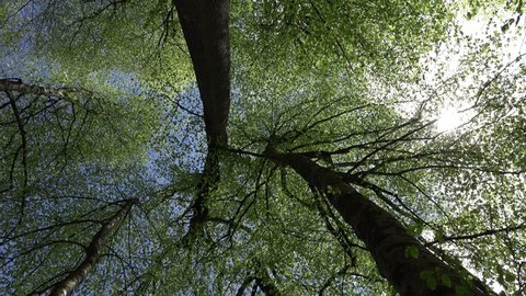Sun star shine through forest canopy, low angle view in motion. Green tree crown leaves under bright blue sky. High trunks goes up to blue sky, camera look vertical up to lush green foliage