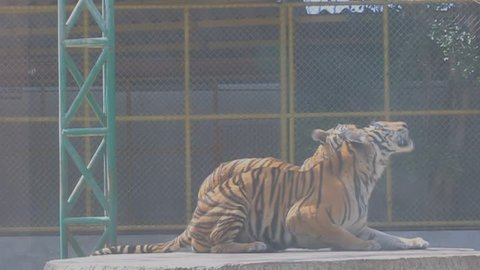 Tiger Eating Meat Stock Footage Video (100% Royalty-free) 1802627