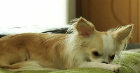 a chihuahua or chiwawa dog looking at camera and laying on green sofa in the living room. 
